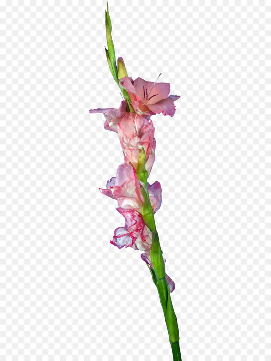 Fleur，Rose PNG