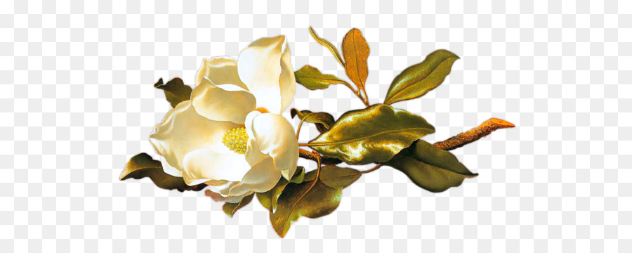 Fleurs Blanches，Fleurir PNG