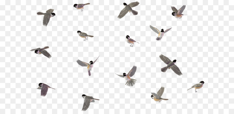 Oiseaux Volants，Oiseaux PNG