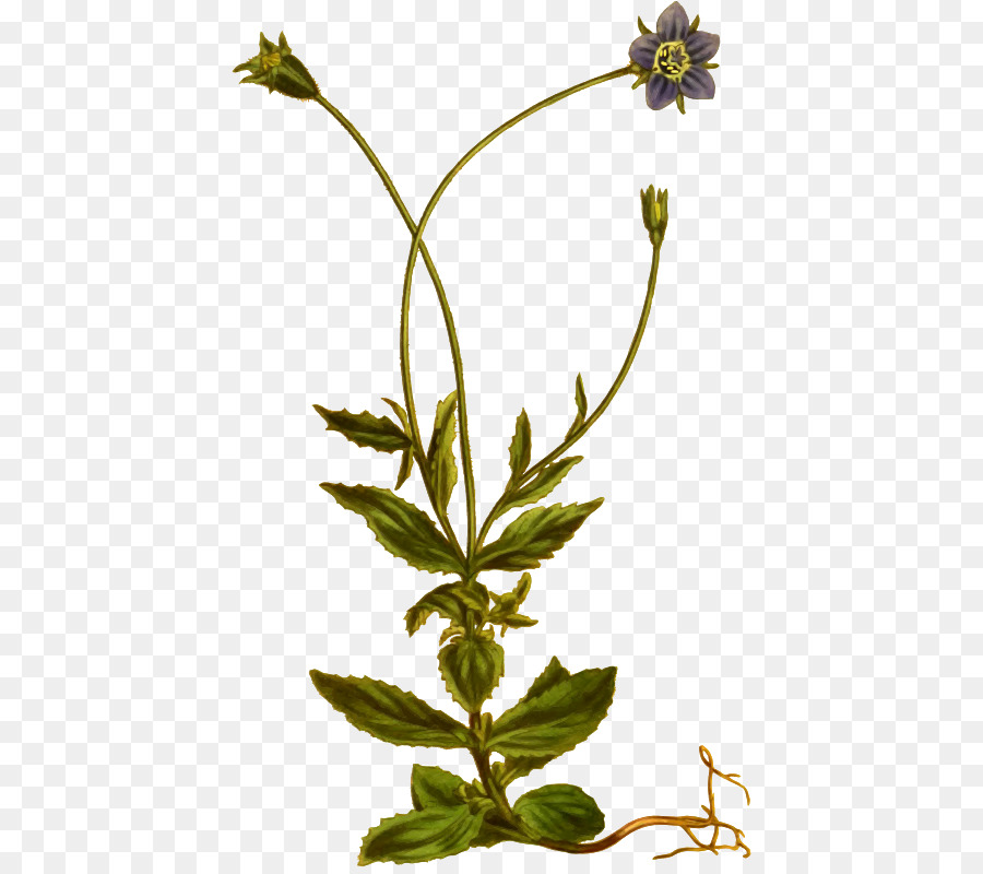 Fleur，L Herboristerie PNG