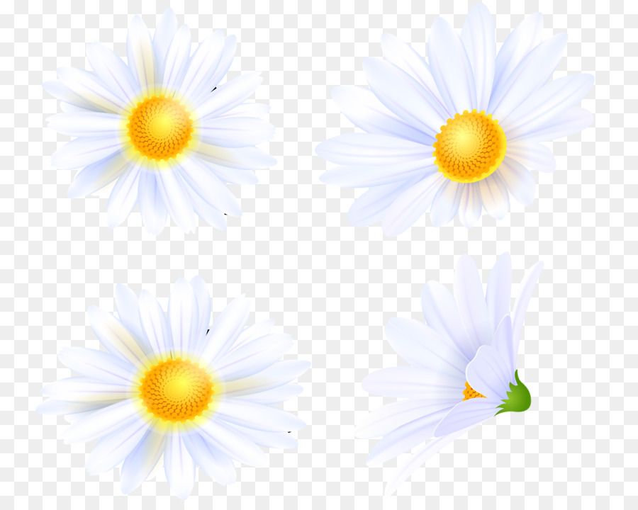 Marguerite，Blanc PNG