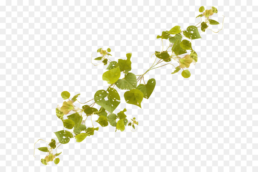 Vigne，Feuilles PNG