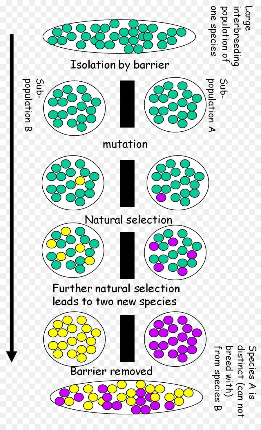 Diagramme De Spéciation，évolution PNG