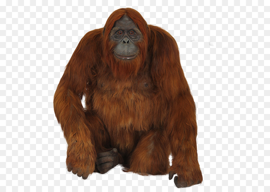 Orang Outan，Primate PNG