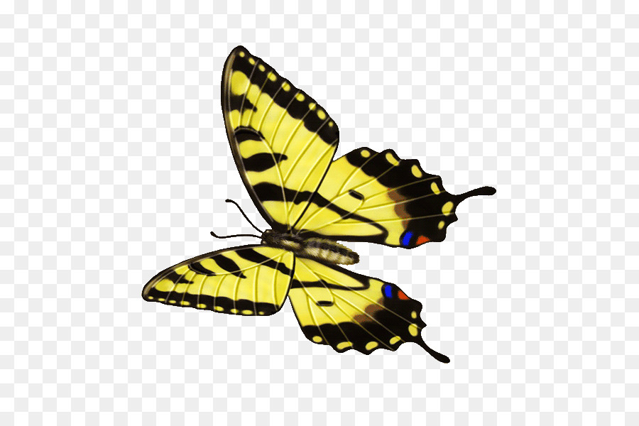 Papillon，Ailes PNG