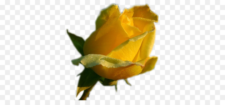 Rose Jaune，Rose PNG