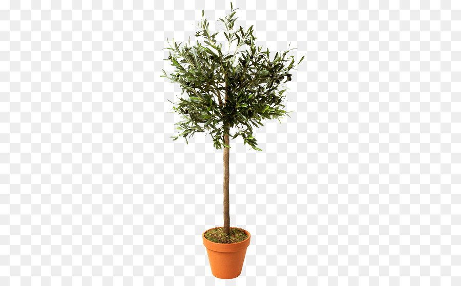 Arbre En Pot，Pot PNG