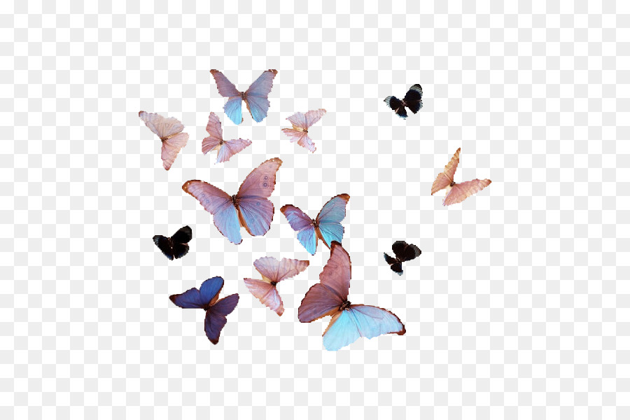 Papillons，Ailes PNG