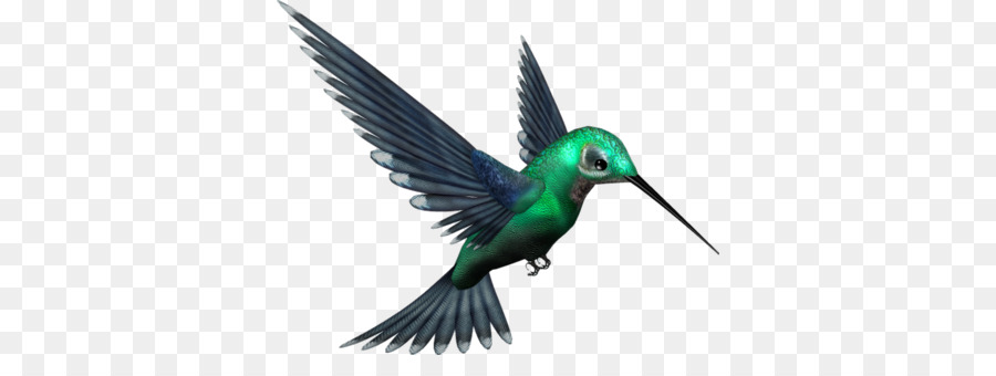 Colibri Vert，Plumes PNG