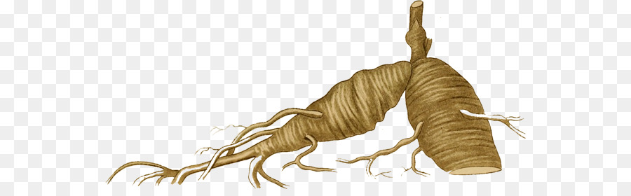 Le Ginseng D Amérique，Le Ginseng PNG