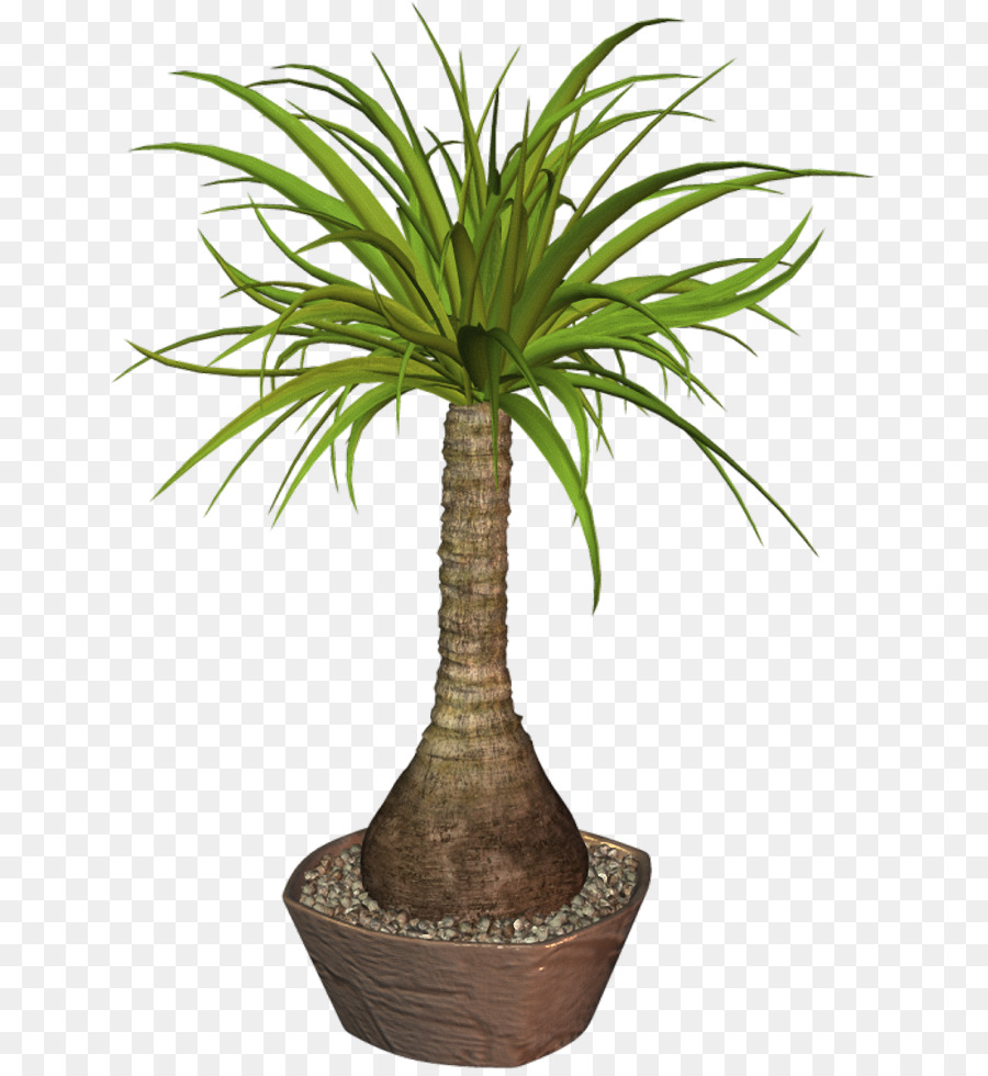 Flowerpot，Arecaceae PNG