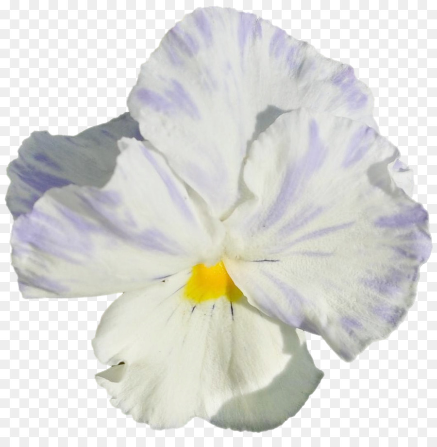 Fleur Blanche，Pétales PNG