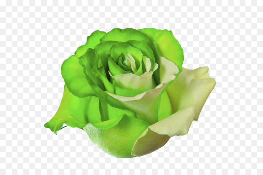 Rose Verte，Rose PNG