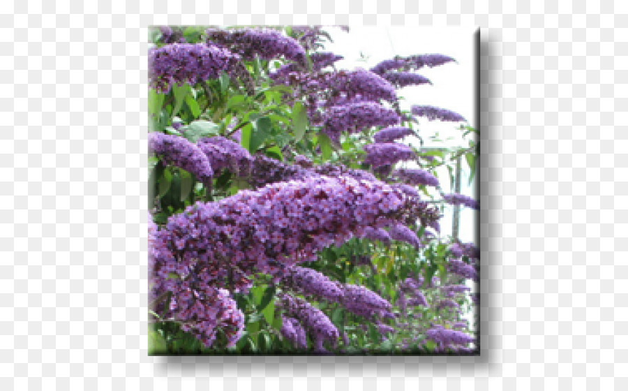 L été Lilas，Arbuste PNG