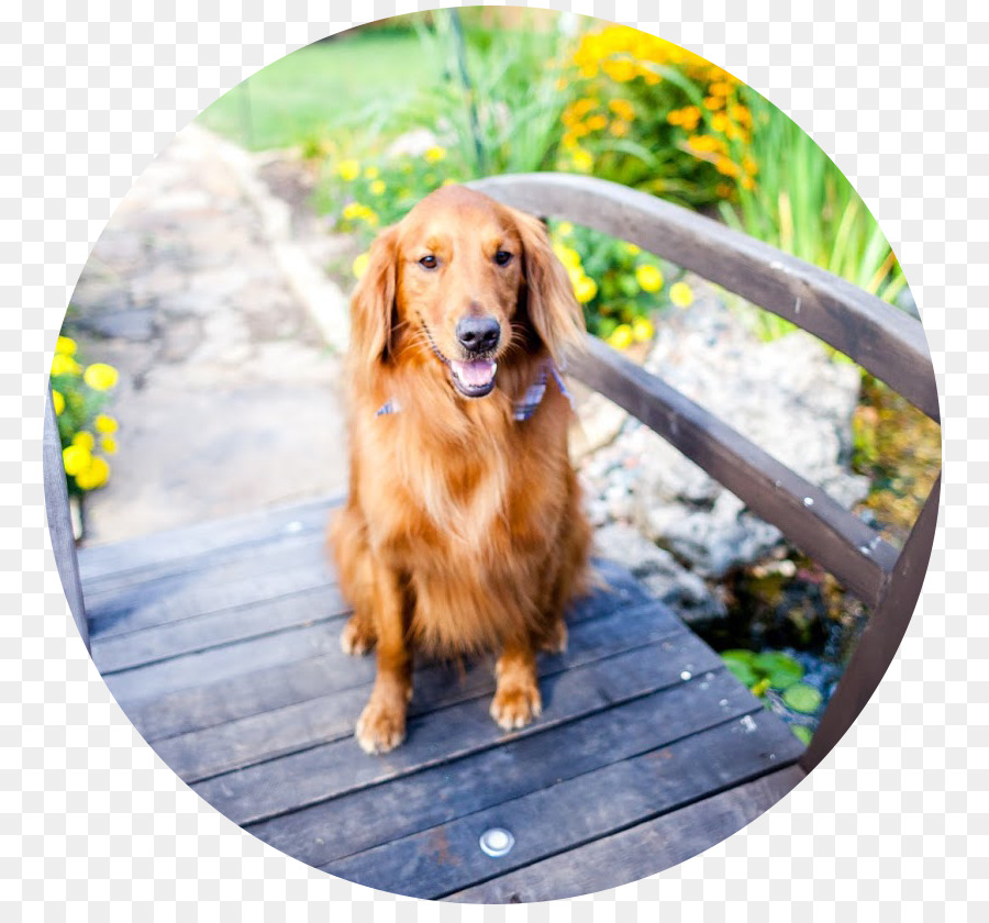 Golden Retriever，Nova Scotia Duck Tolling Retriever PNG