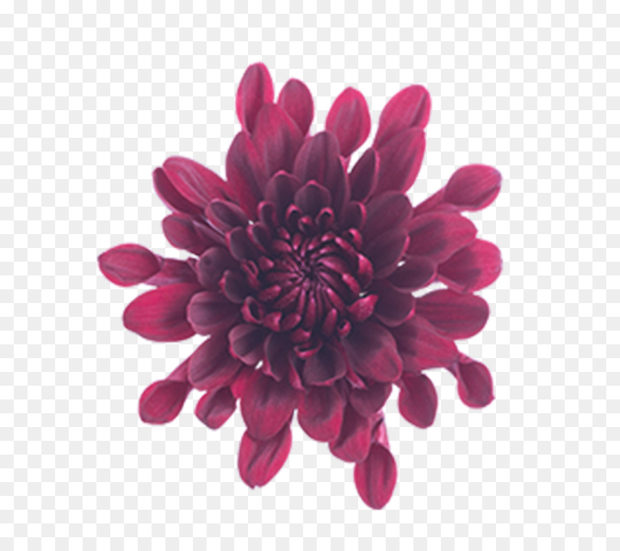 Fleur，Fleurir PNG