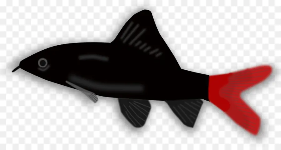 Les Poissons，Koi PNG