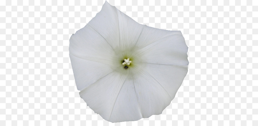 Fleur Blanche，Fleurir PNG