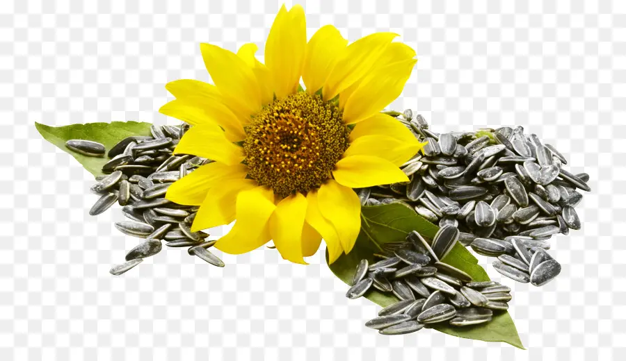 Tournesol，Fleur PNG