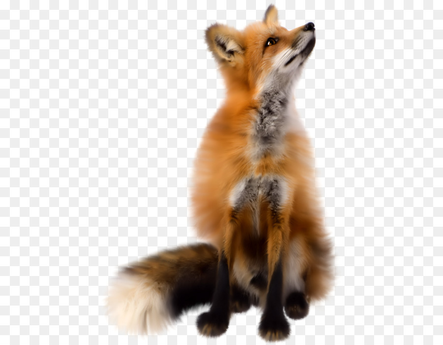 Renards，Mère PNG