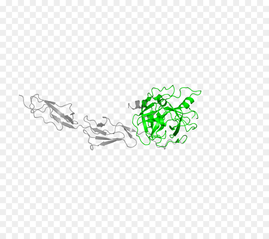 Messe 2，Mannosebinding Proteinassociated De Protéase De Sérine PNG