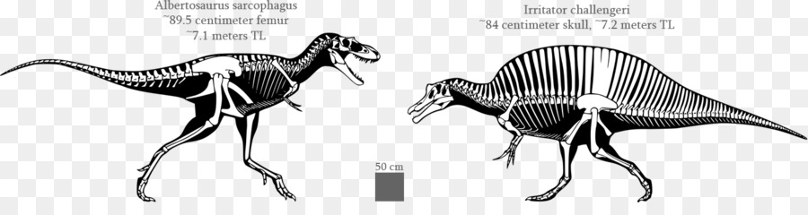 Dinosaures，Squelette PNG