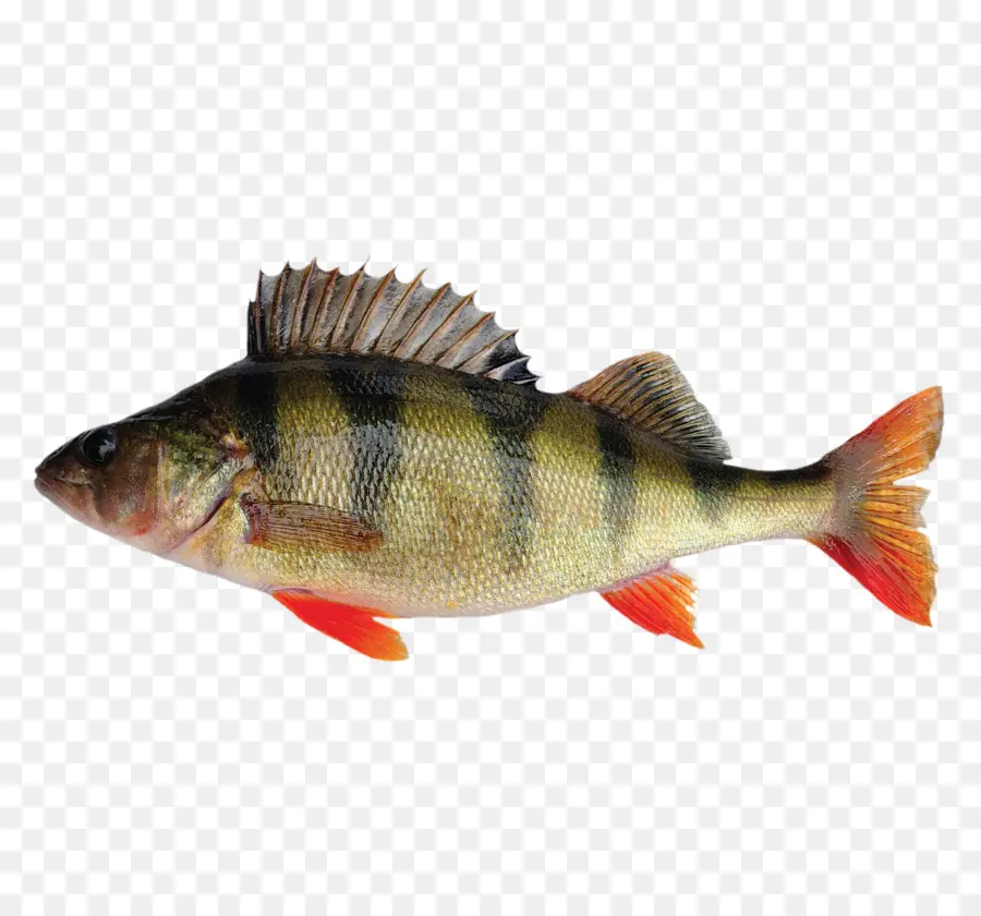 Poisson Doré，Aquatique PNG