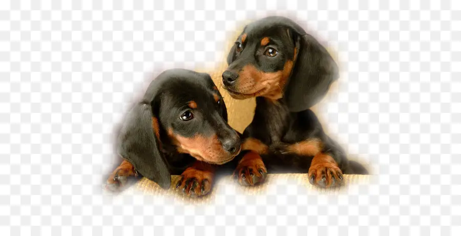 Chiots Teckel，Chiens PNG