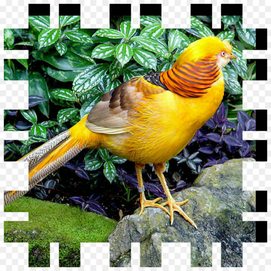 Oiseau Jaune，Faisan Doré PNG