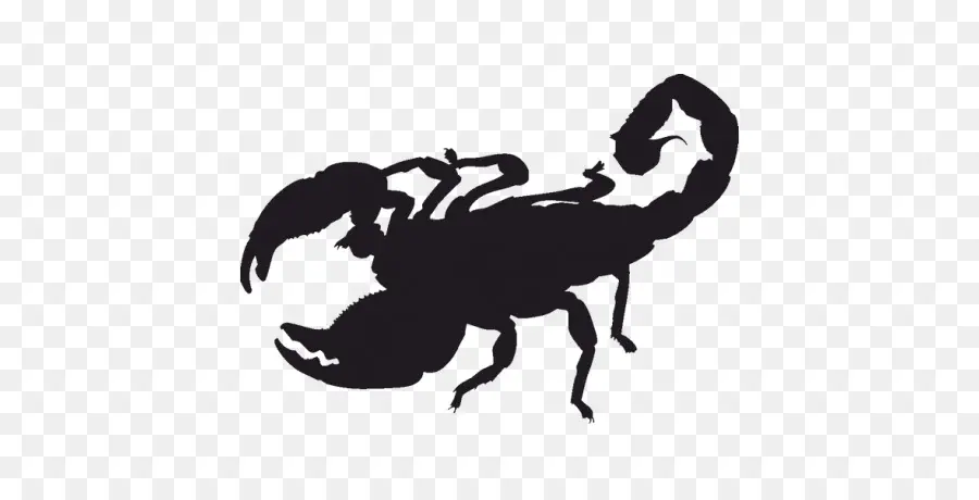 Silhouette De Scorpion，Insecte PNG