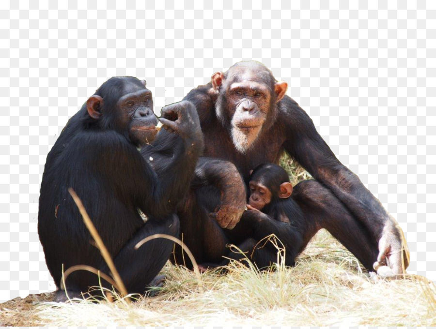 Chimpanzé Commun，Chimfunshi De La Faune De L Orphelinat PNG