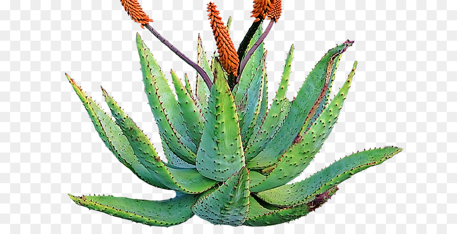 Aloé Véra，Succulent PNG