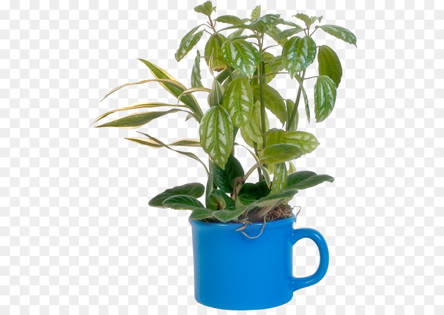 Feuille，Flowerpot PNG