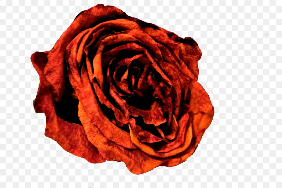 Les Roses De Jardin，Les Fleurs Coupées PNG