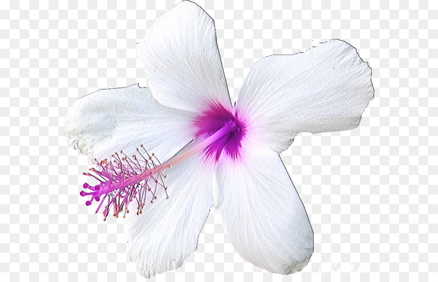 Hibiscus，Plante PNG