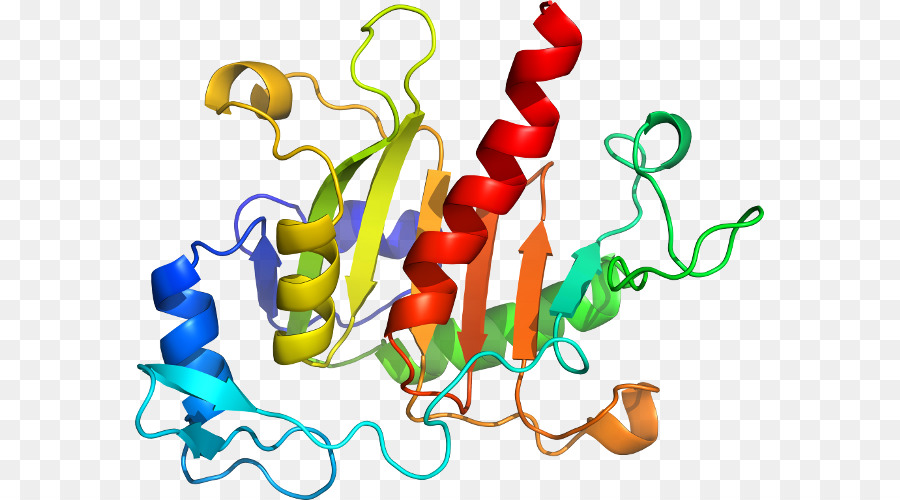 Structure Des Protéines，Biologie PNG