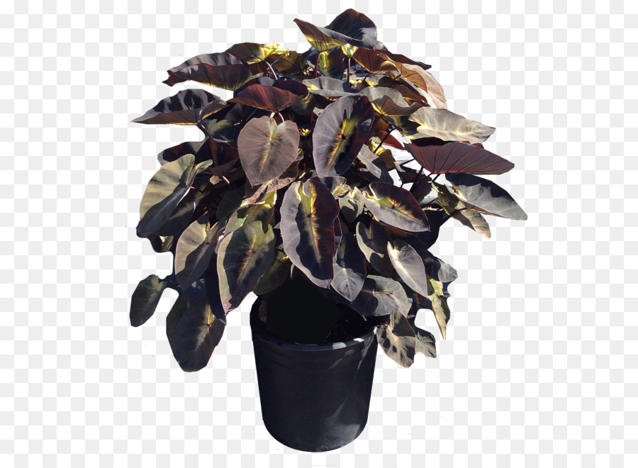 Plante En Pot，Feuilles PNG