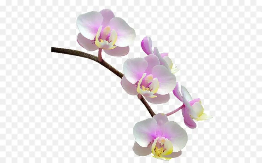Phalaenopsis Equestris，Les Orchidées PNG