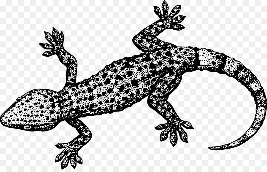 Lézard，Balance PNG