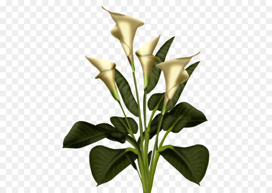 Lys Calla，Feuilles PNG