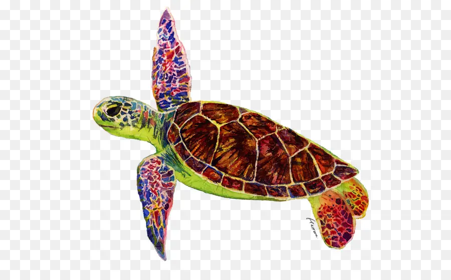 Tortue Rouge，Mer PNG