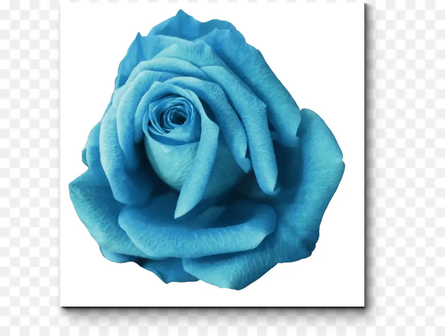 Rose Bleue，Rose PNG