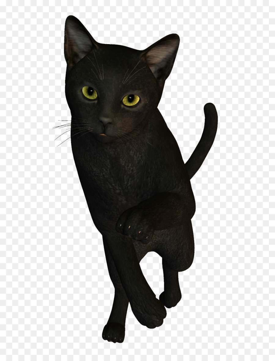 Bombay Cat，Korat PNG