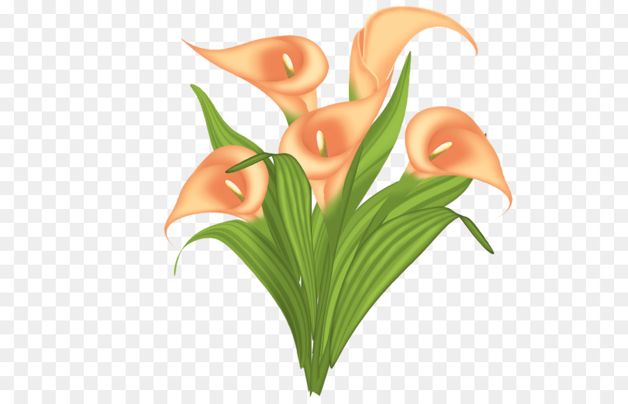 Fleur，Arumlily PNG