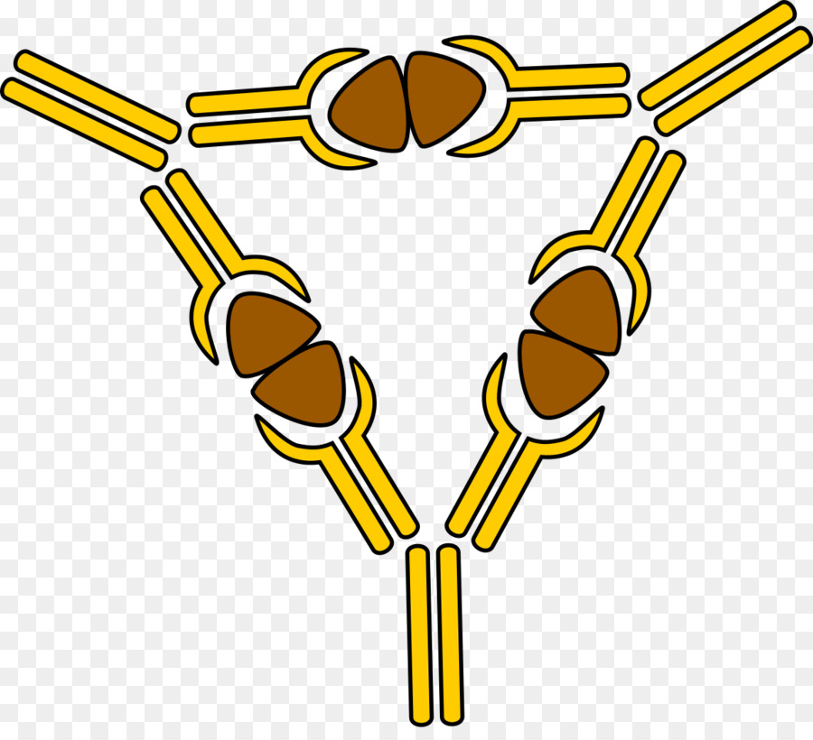 Structure Des Anticorps，Science PNG