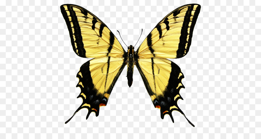 Papillon Monarque，Orange PNG