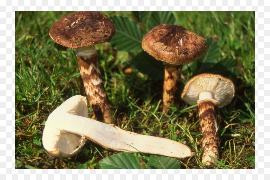 Champignon De Paris，Pleurotus Eryngii PNG