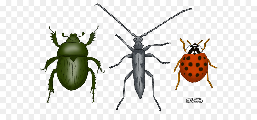 Insectes，Bogue PNG