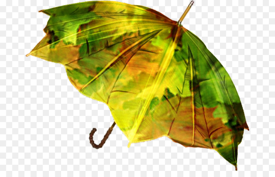 Parapluie Vert，Pluie PNG