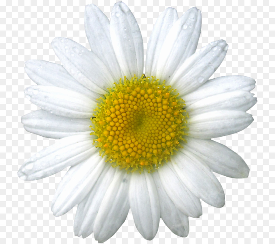 Marguerite，Blanc PNG